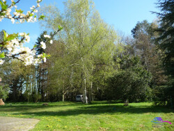 terrain-avec-le-bois-
