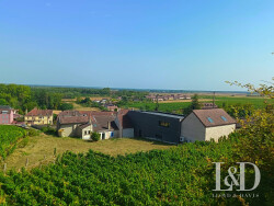 parcelle-de-vigne