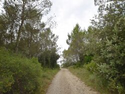 bos-negre