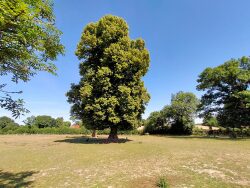 maison-a-vendre-st-pierre-de-nids-