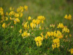 lmi-terrains